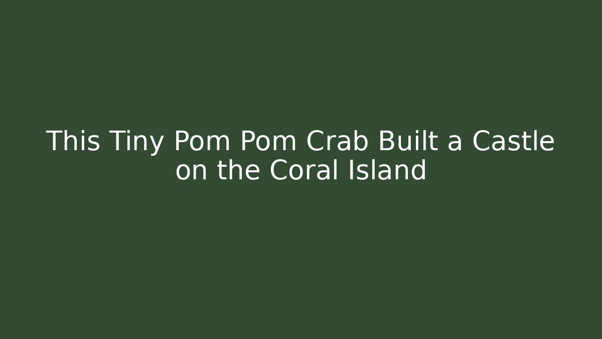 This Tiny Pom Pom Crab Built a Castle on the Coral Island