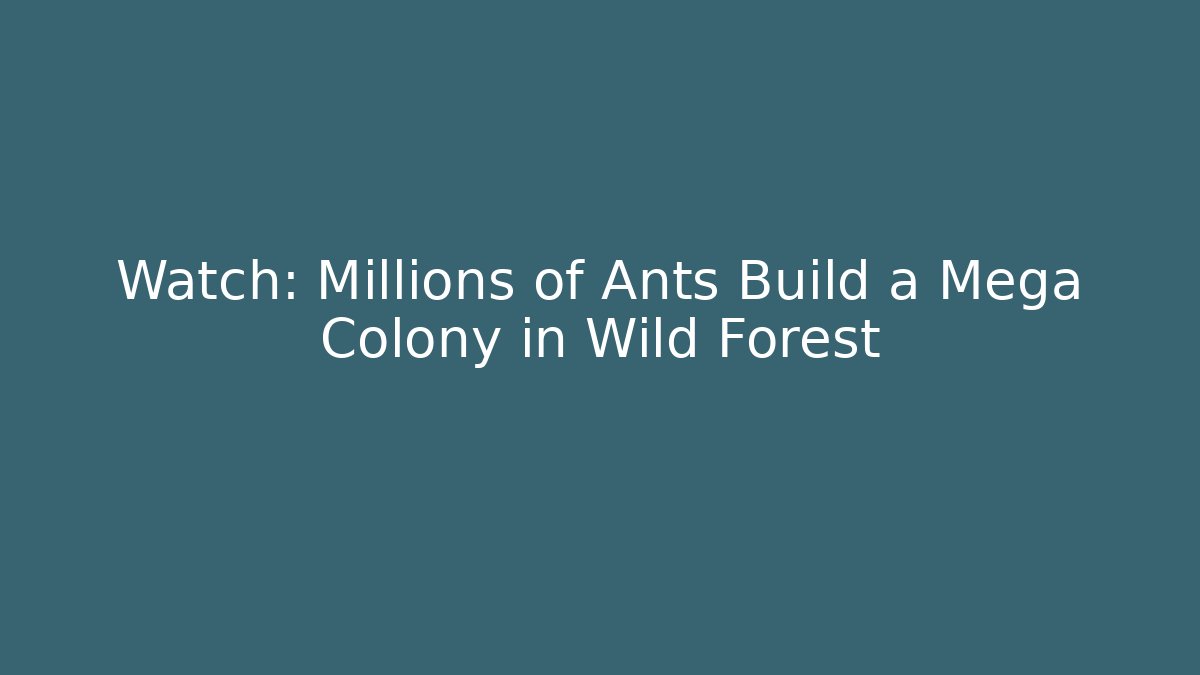 Watch: Millions of Ants Build a Mega Colony in Wild Forest