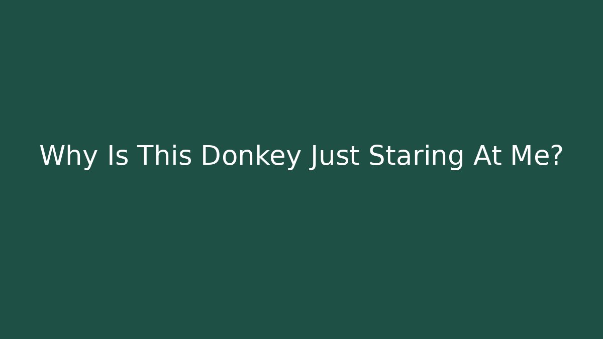 Why Is This Donkey Just Staring At Me? - Celivion