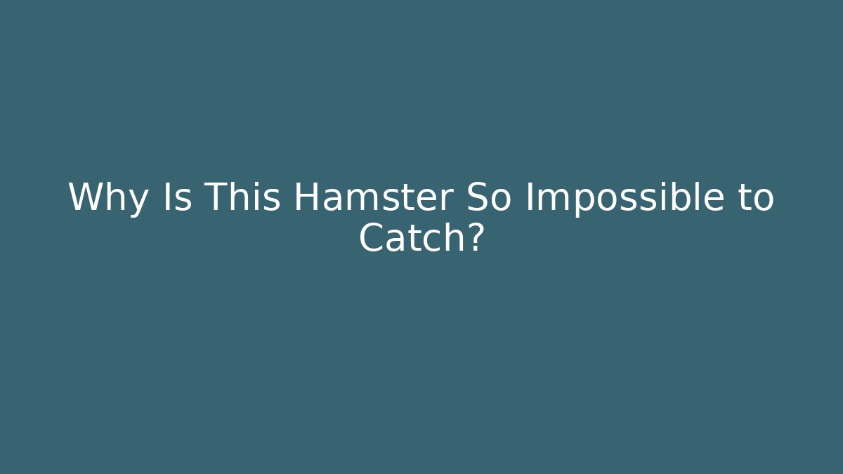 Why Is This Hamster So Impossible to Catch?